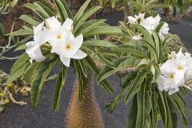 White Pachypodium Lamerei Plant Seeds For Gardening Enthusiasts: Ideal Tropical Landscaping And