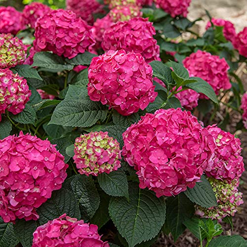 Lush Deep Pink Hydrangea Flower Seeds For Planting