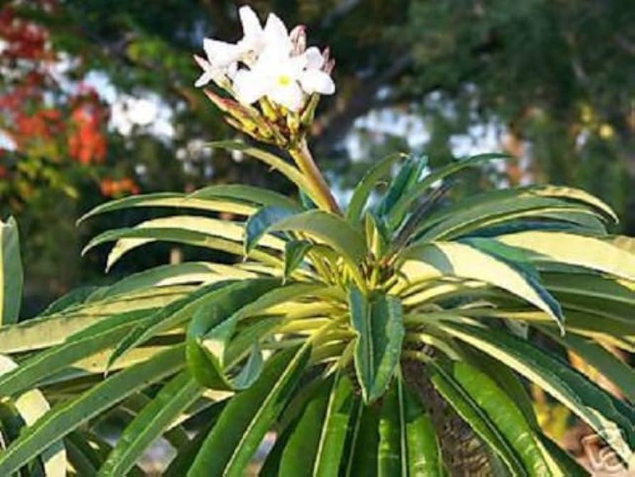 White Pachypodium Lamerei Plant Seeds For Gardening Enthusiasts: Ideal Tropical Landscaping And