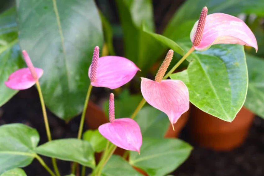 Pink Green Anthurium Flower Seeds For Planting