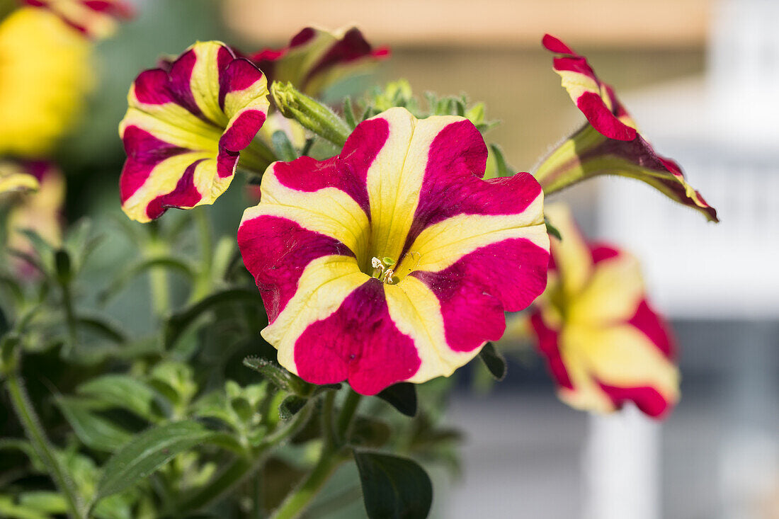 Petunia Flower Seeds For Planting - Bright Red & Yellow Blooms Your Garden