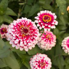 Zinnia Flower Planting Bright White Pink - Seed For Vibrant Blooms In Your Garden