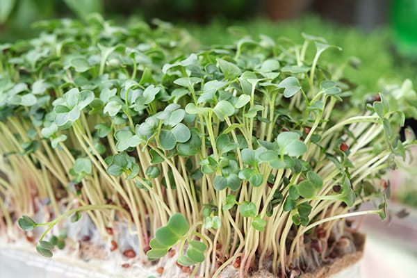 Nutritious Microgreens Seeds For Planting Vegetable Seeds