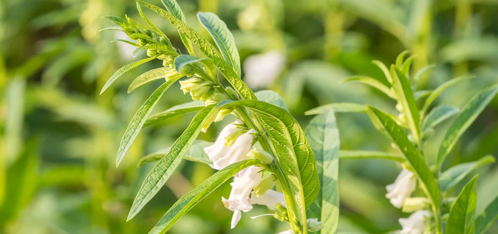 Nutty Sesame Plant Seeds For Planting