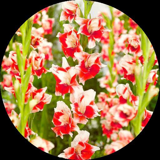 Charming Gladiolus Flower Seeds: Plant Red & White For A Dazzling Display Seeds