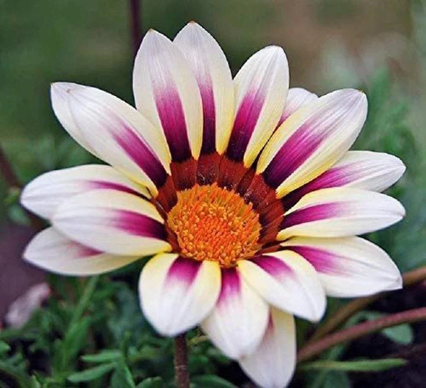 White Purple Gazania Flower seeds for Planting - Perfect for Borders, Heirloom & GMO Free Seeds for Home Garden
 
 Sale seeds for planting in home garden