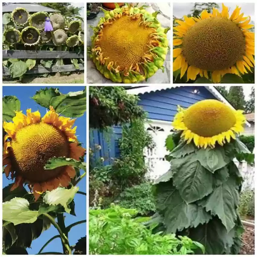 Gray Mongolian Sunflower Seeds For Planting Flower