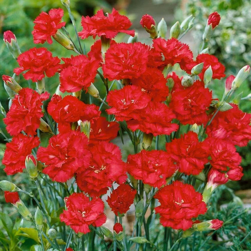 Red Dianthus Caryophyllus Flower Seeds For Planting