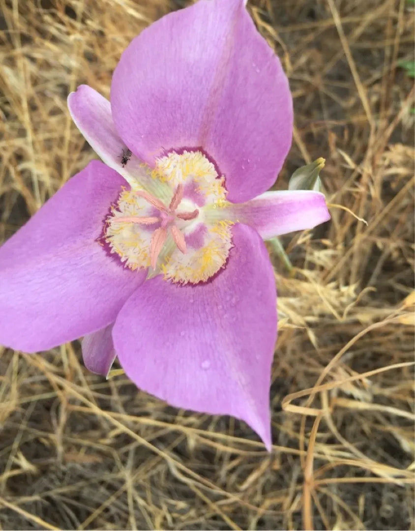 Calochortus (Calochortus Macrocarpus) seeds for planting in home garden