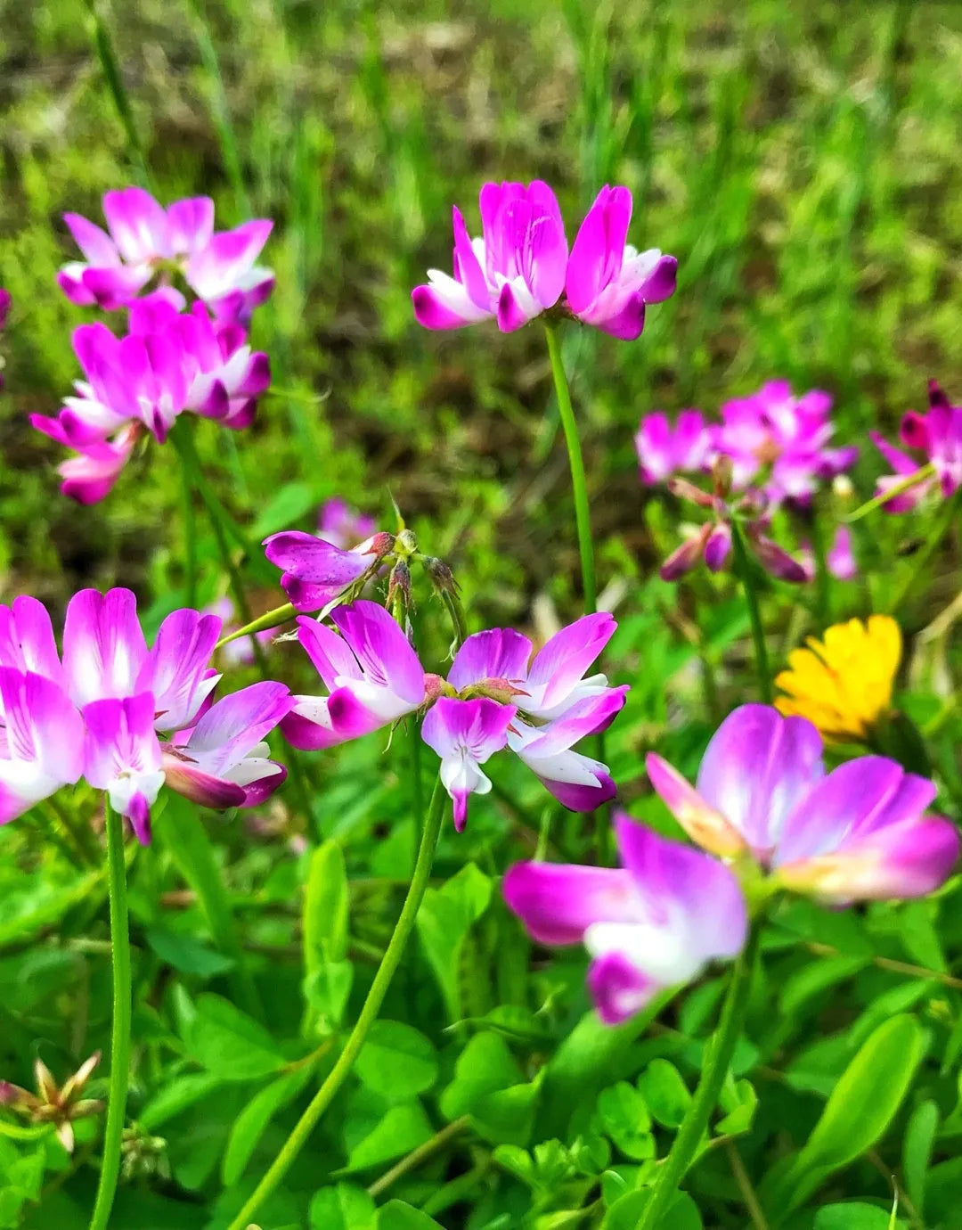 Purple Astragalus Flower Planting Seeds