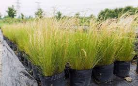 Stipa Capillata Plant Seeds For Ornamental Grass Gardening & Planting Seeds