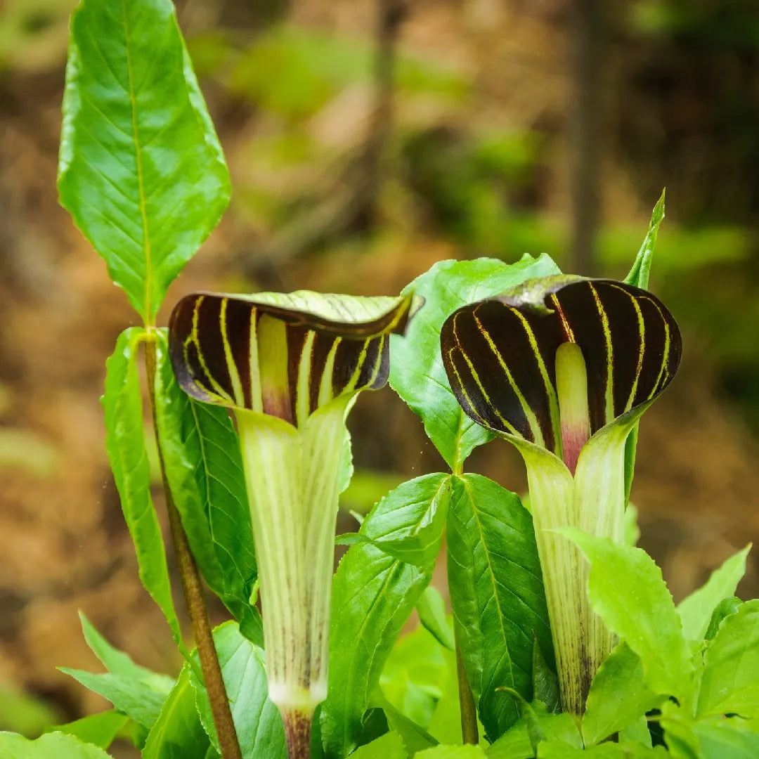 Arisaema Triphyllum Seeds For Planting - Jack-In-The-Pulpit Flower