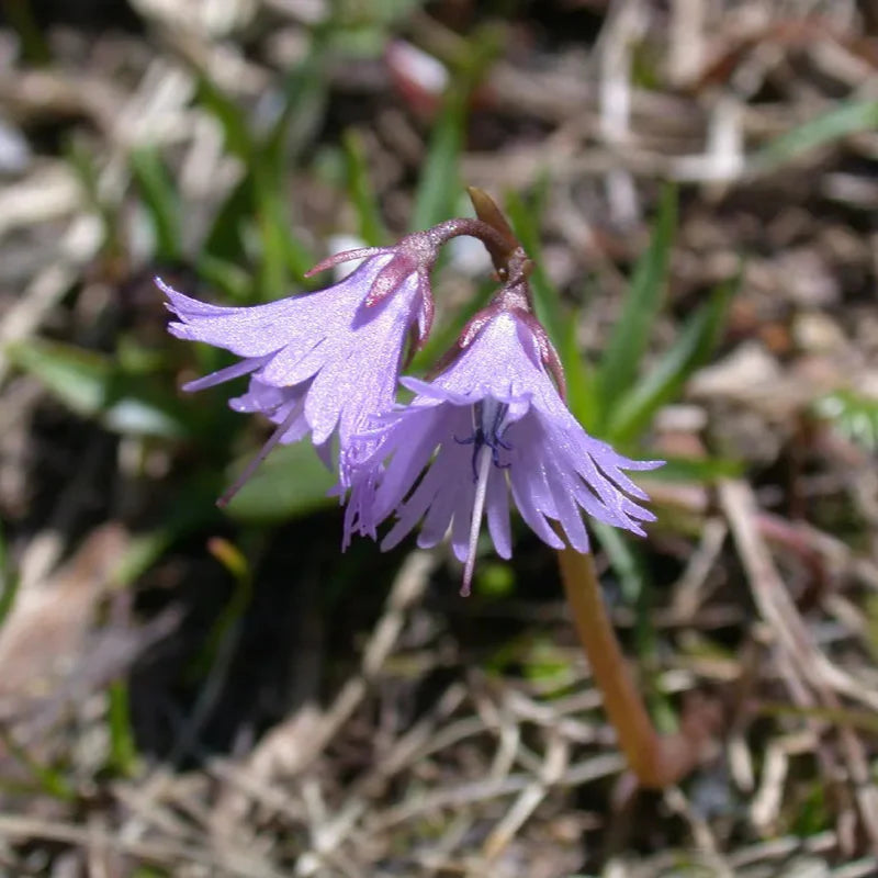 Violet Soldanella Alpina Seeds Flower seeds for Planting - Sun Loving, Heirloom & GMO Free Seeds for Home Garden
 
 Sale for planting in home garden