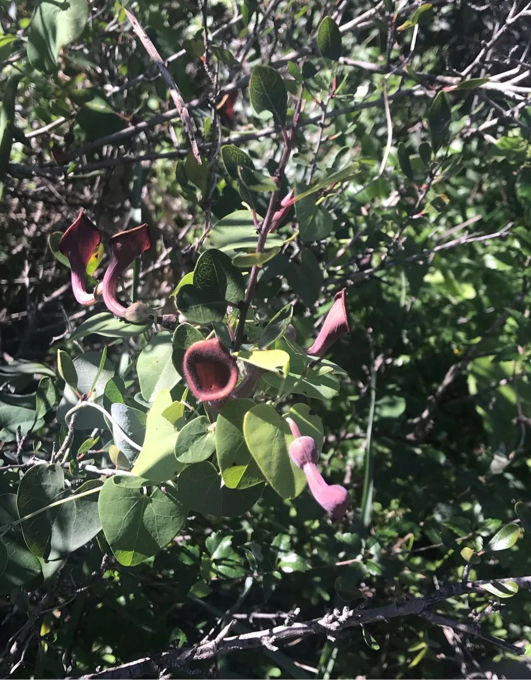 Aristolochia Debilis Seeds - Unique Vine Planting For Garden Enthusiasts Plant Seeds