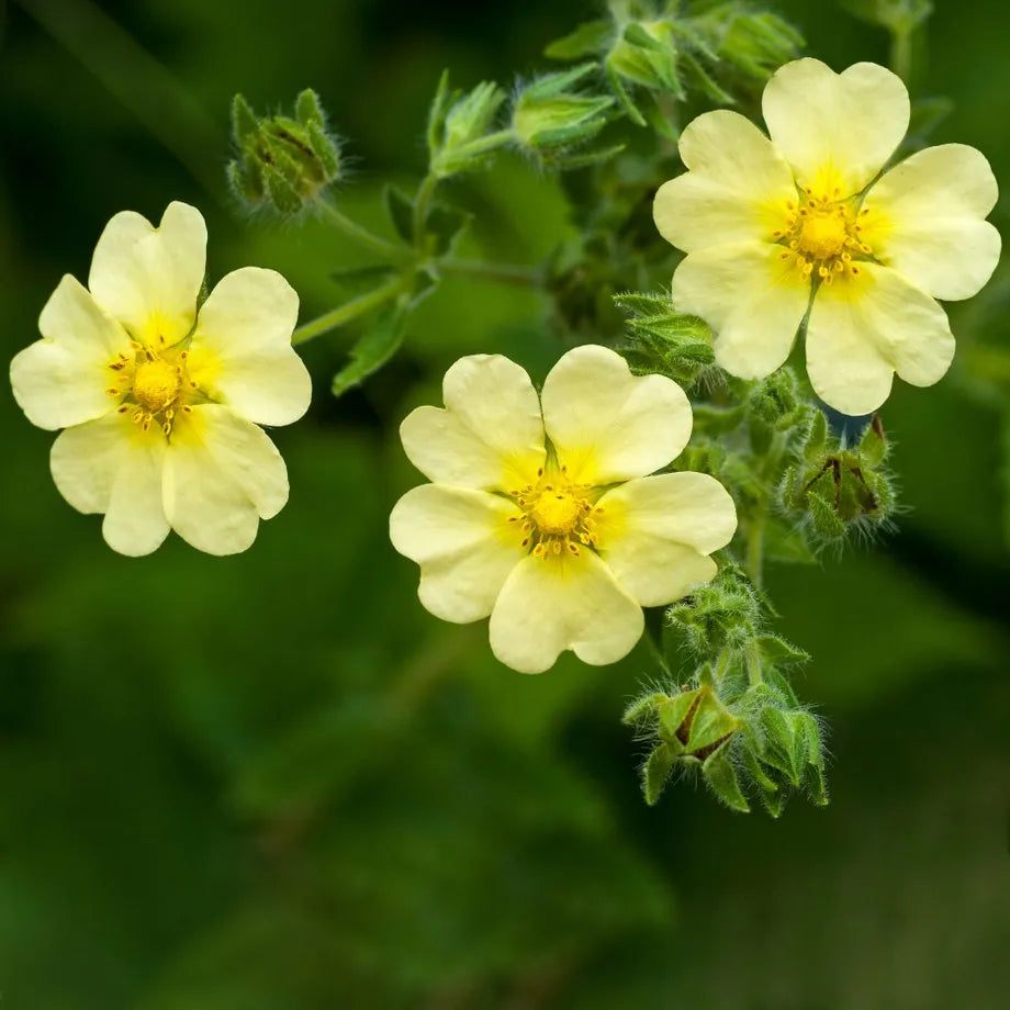 Yellow Cinquefoil Flower Seeds Planting