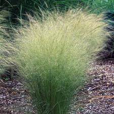 Stipa Capillata Plant Seeds For Ornamental Grass Gardening & Planting Seeds