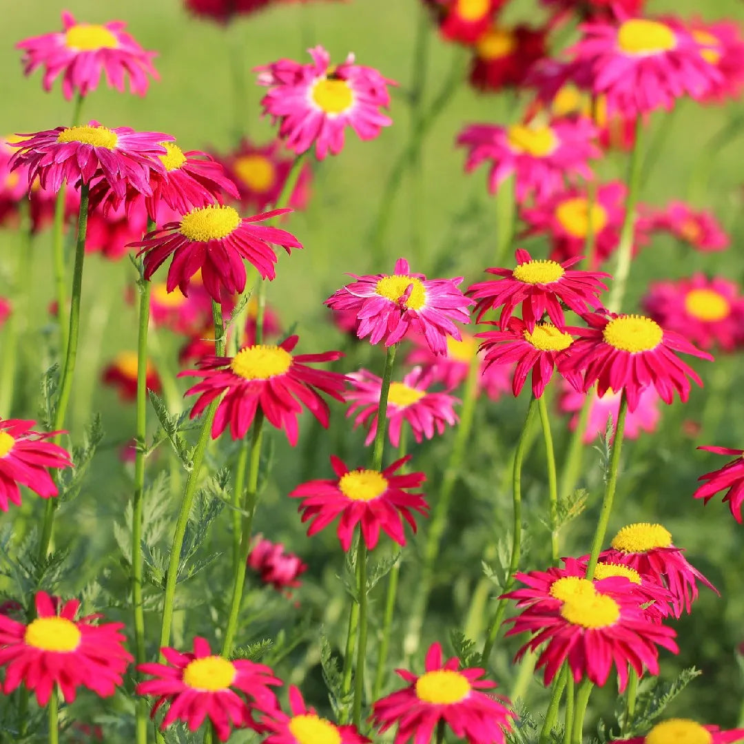 Pink Pyrethrum Flower seeds for Planting Low Maintenance Heirloom & GMO Free Seeds for Home Garden 
 
 Sale seeds for home garden planting