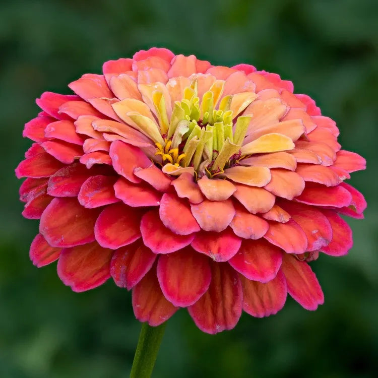 Zinnia Elegans Flower Seeds Burgundy Planting Elegance