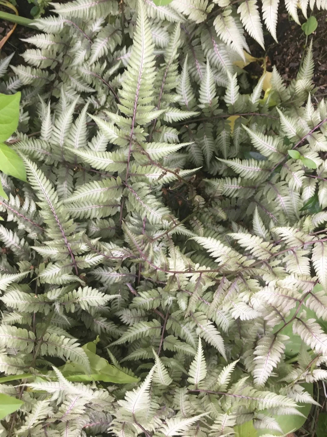 Grey Fern Plant Seeds For Planting - Add Unique Greenery To Your Garden