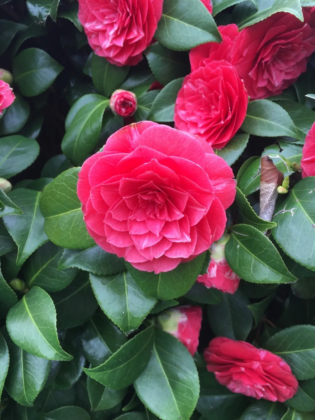 Classic Camellia Flower Seeds For Easy Planting