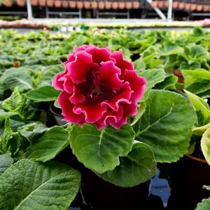 Gloxinia Flower Seeds - Dark Red & Yellow Blooms For Vibrant Gardens