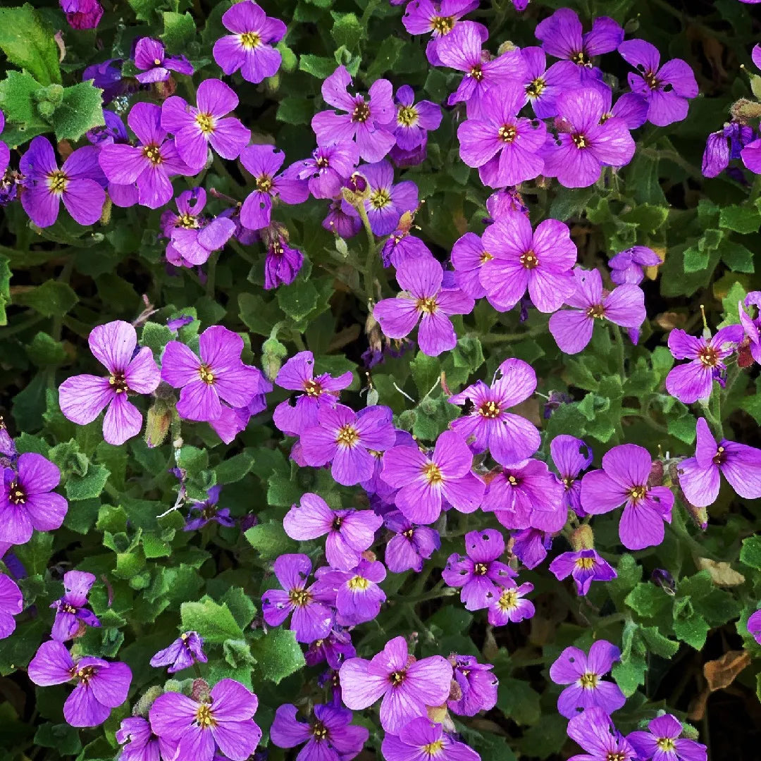 Blue Aubrieta Flower Seeds For Planting - Beautiful Blooms