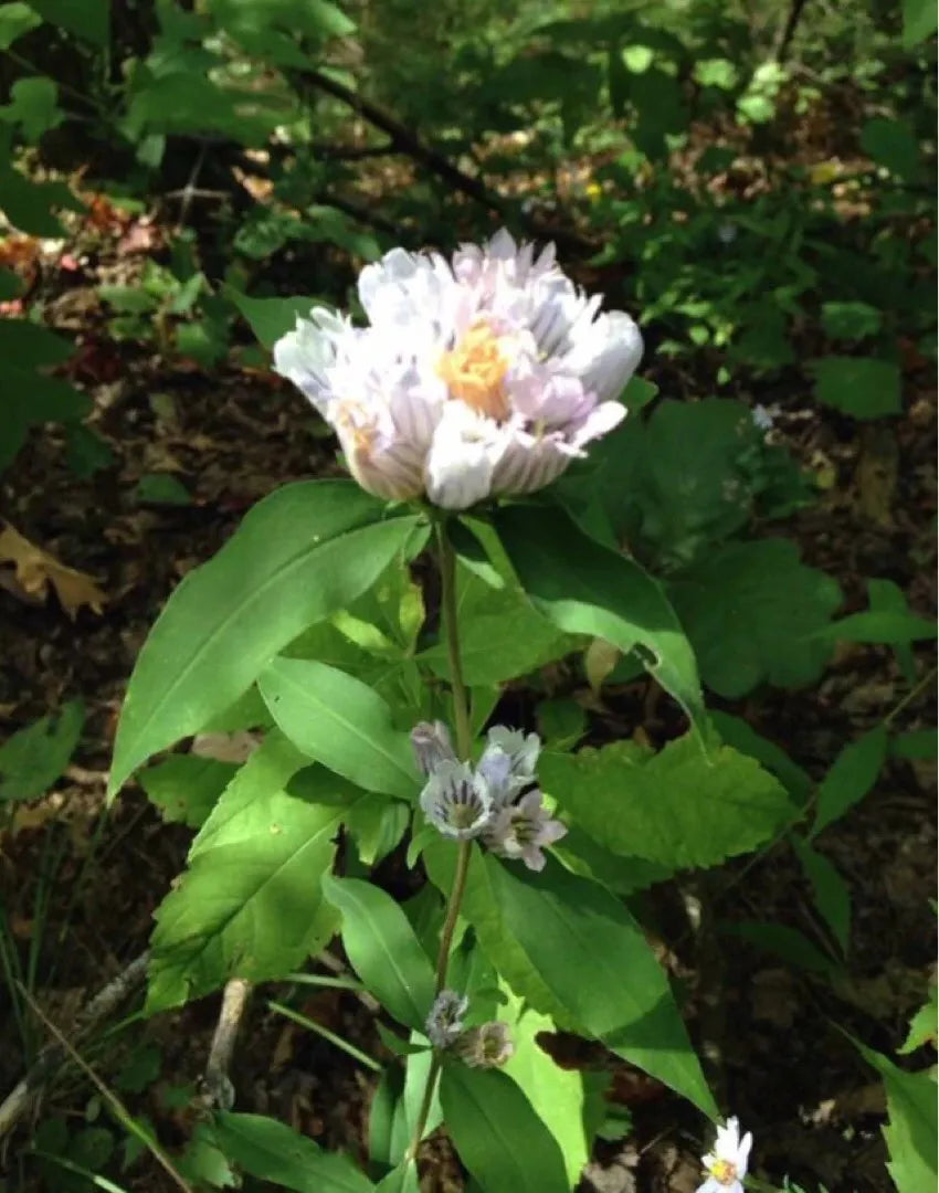 White Gentian Plant Seeds For Planting - Easy To Grow Seeds