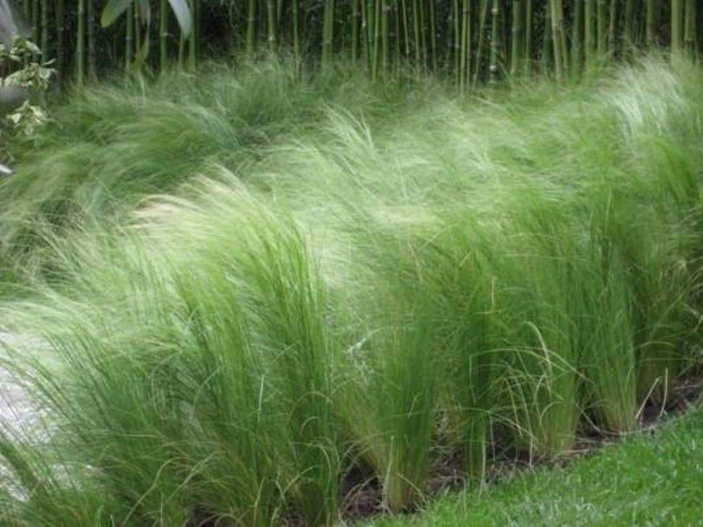 Stipa Capillata Plant Seeds For Ornamental Grass Gardening & Planting Seeds