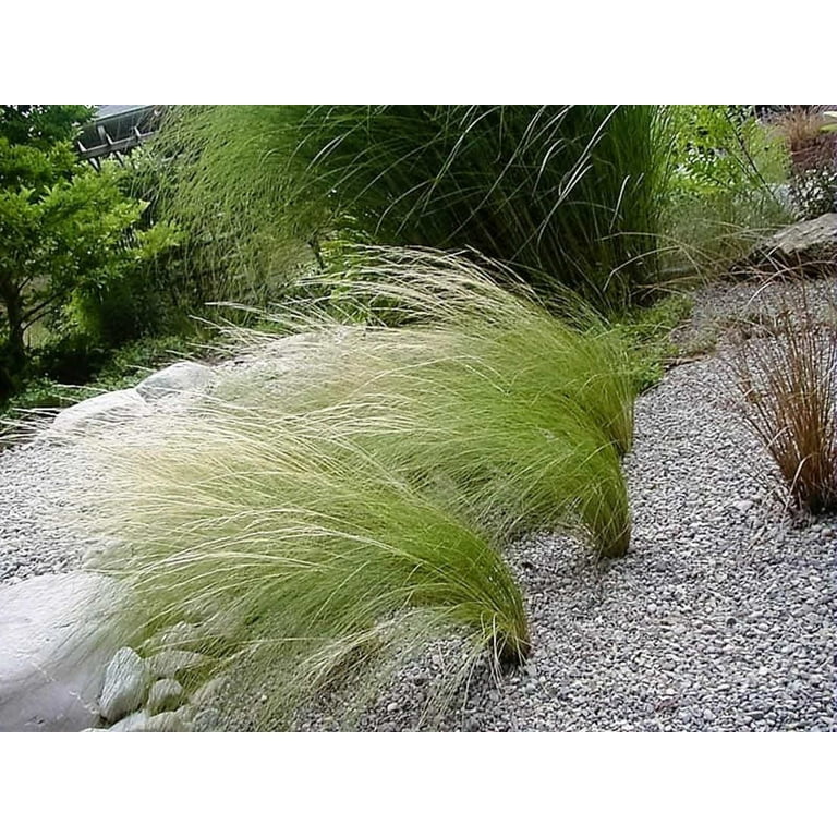 Stipa Capillata Plant Seeds For Ornamental Grass Gardening & Planting Seeds