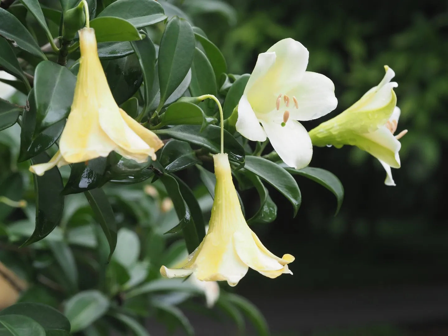 Fragrant Flower Seeds For Planting: Fagraea