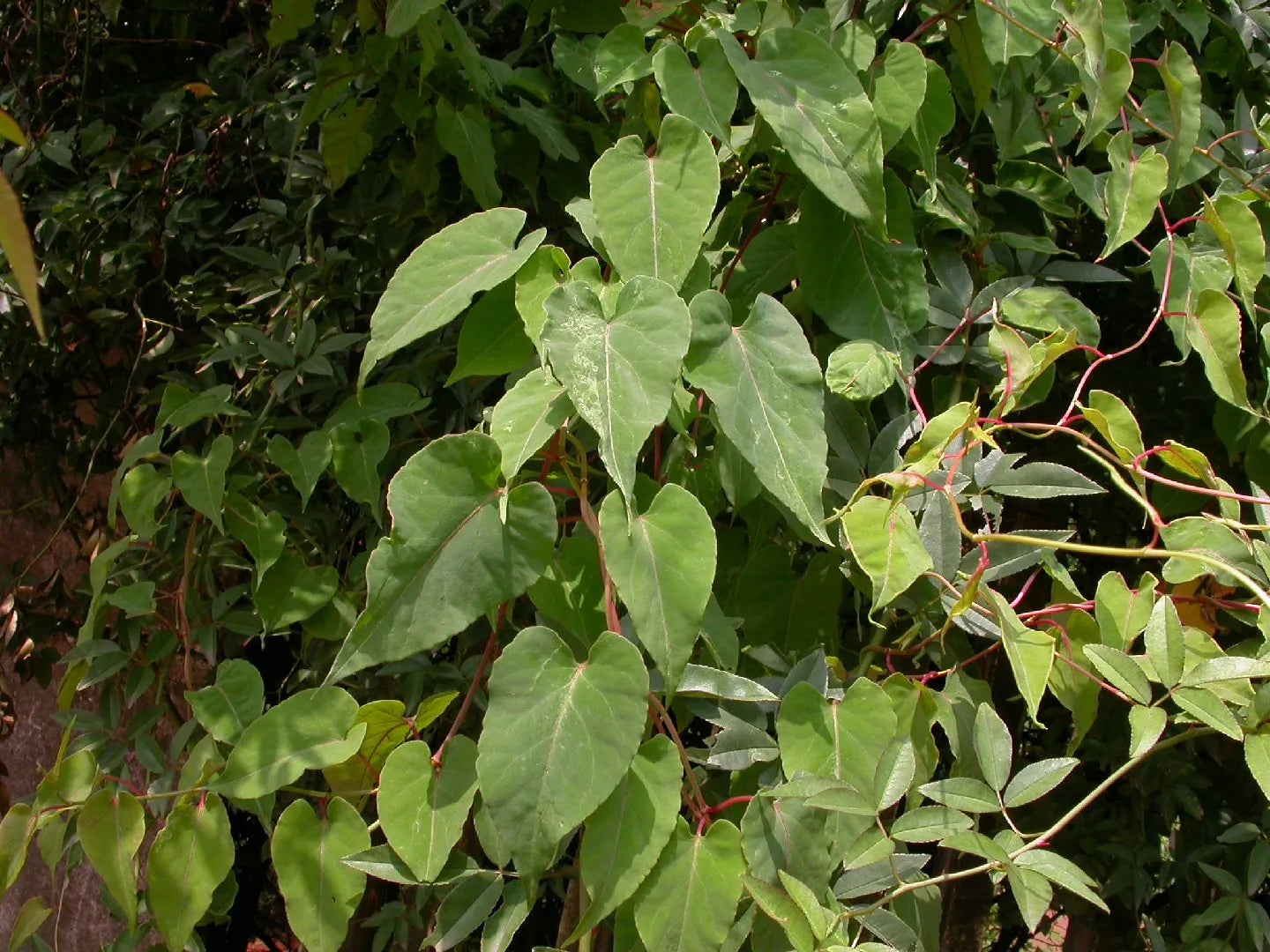 Fallopia Spp Seeds ファロピア・マルチフローラ・植物・種子・植え付け・100個