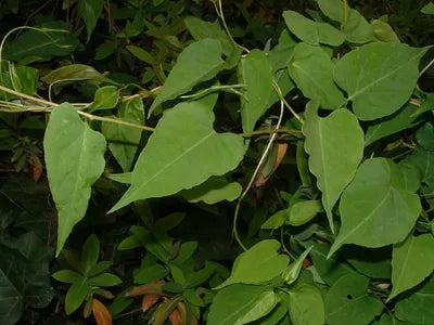 Fallopia Multiflora Seeds For Easy Planting