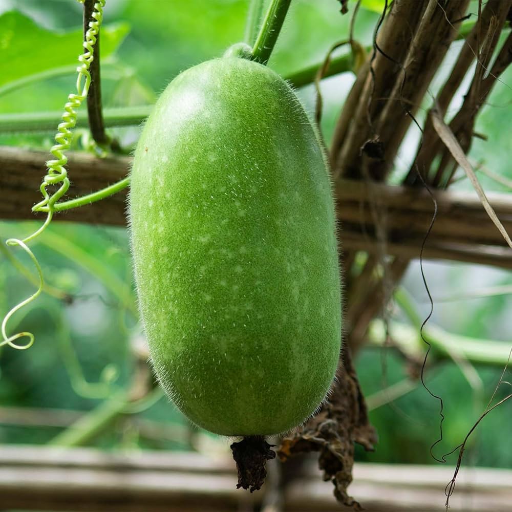 Green Wax Gourd Vegetable Seeds For Easy Planting Seeds