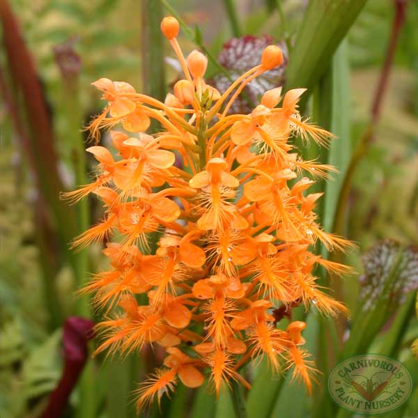 Butterfly Orchids Flower Seeds Orange Planting