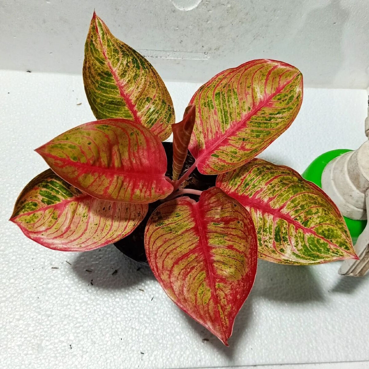 Planting Pack: Aglaonema Mosaic Seeds For Your Garden