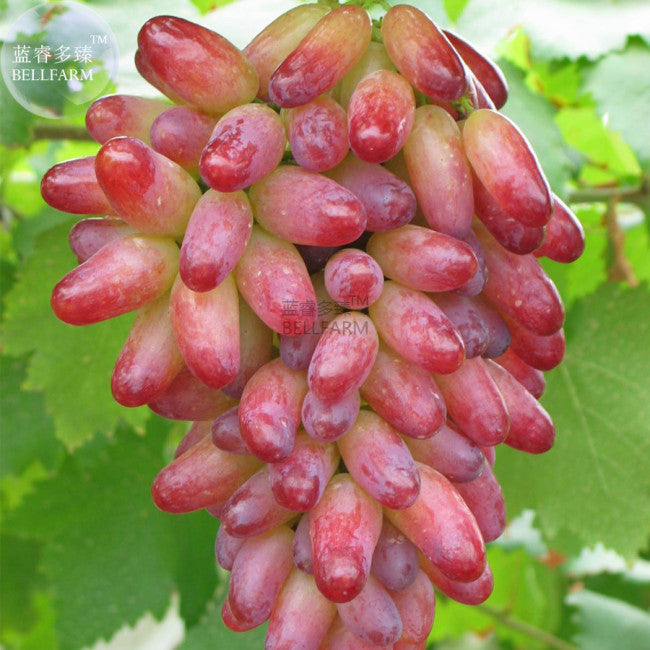 Miniature Pink Grape Cream Seeds For Planting Fruit