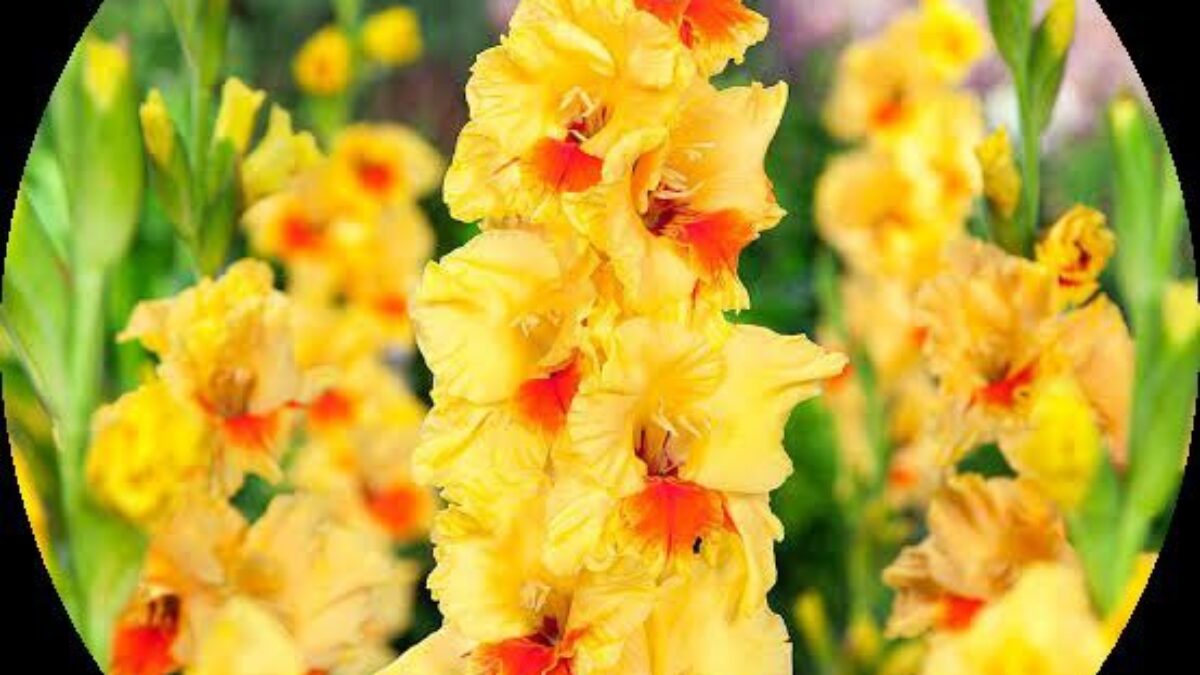 Yellow Gladiolus Planting Seeds For Vibrant Flowering Gardens