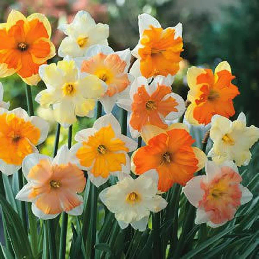 Mixed Daffodil Seeds For Planting - Multi-Color Blooms Flower