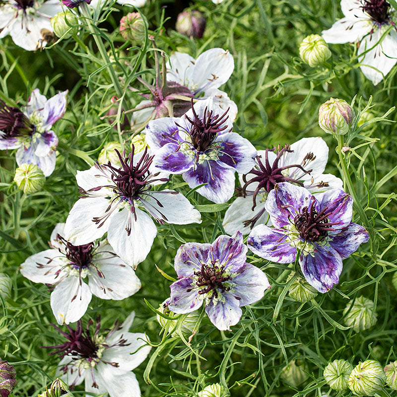 Nigella Love in the Mist Delft Blue seeds for stunning blooms