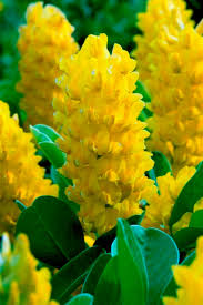 Cytisus Battandieri Flower Seeds For Vibrant Garden Beautification - Stunning Yellow Blossoms