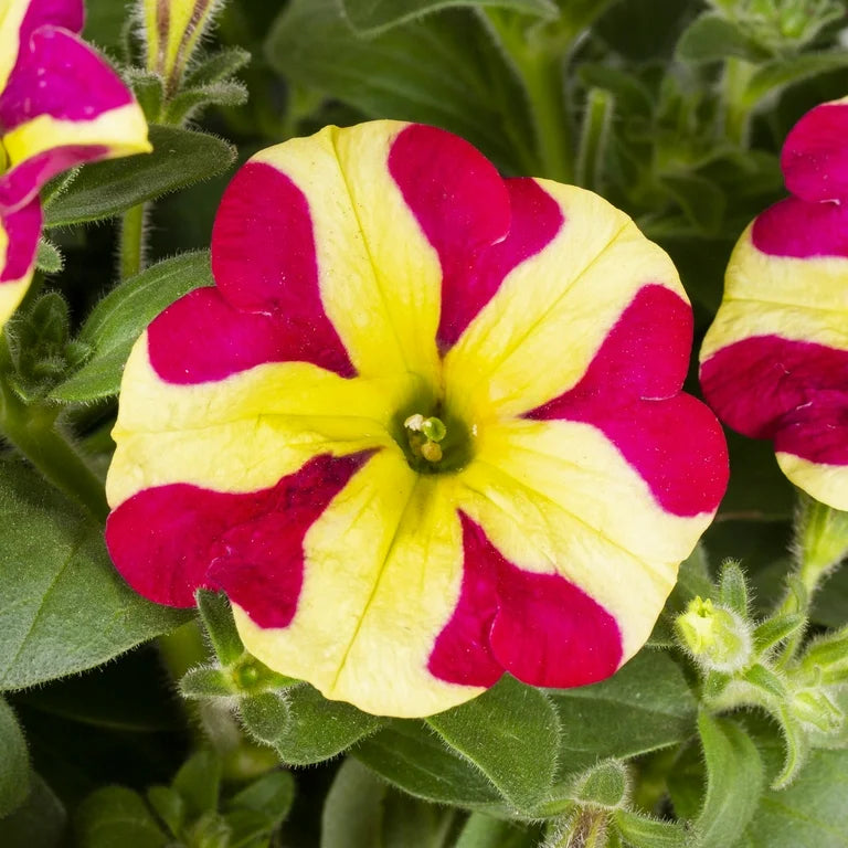 Transform Your Garden With Red And Yellow Petunia Flower Seeds For Vibrant Planting Displays