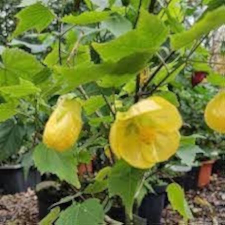 Yellow Abutilon Striatum Flower Seeds For Easy Planting