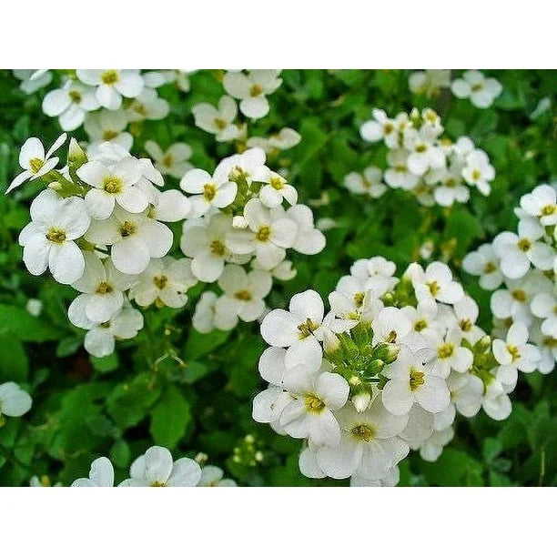 White Aubrieta Rock Cascade Flower Seeds for Planting, Heirloom Non-GMO Organic Garden Seeds
 
 Sale seeds for home garden