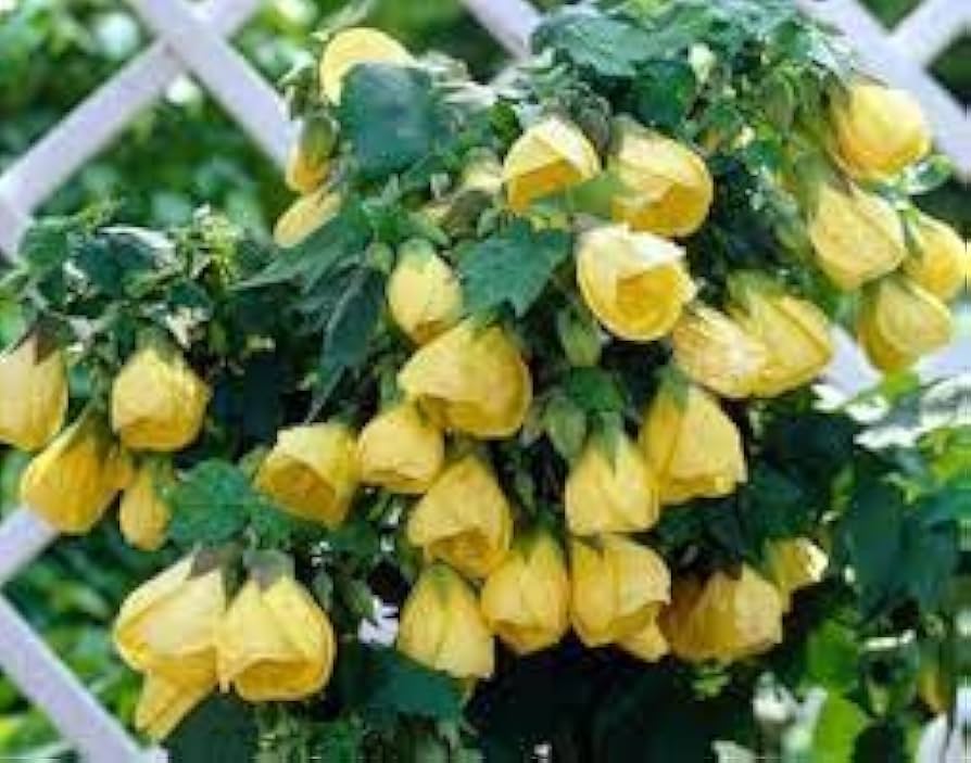 Yellow Abutilon Striatum Flower Seeds For Easy Planting