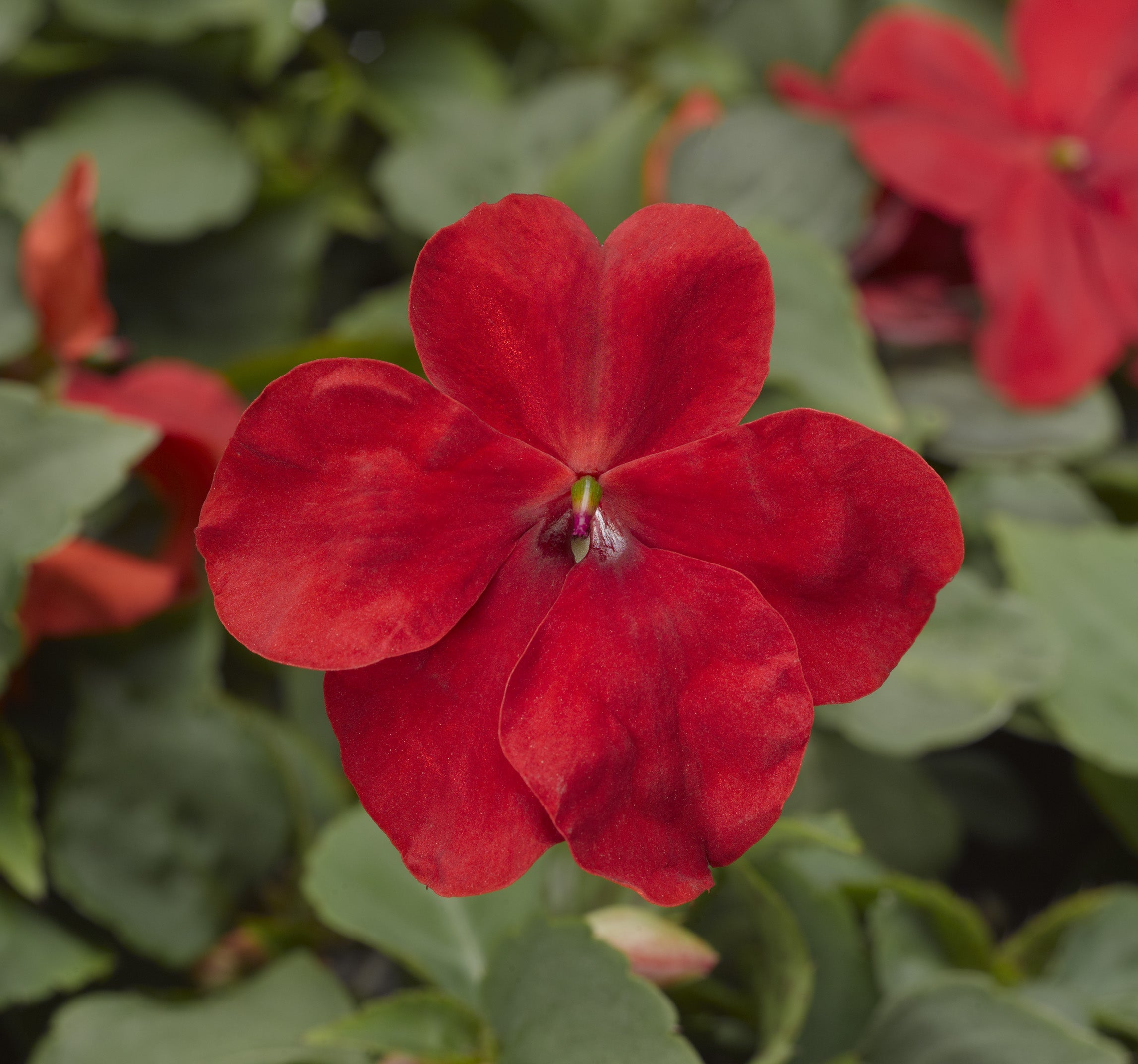 Walleriana Flower Seeds - Premium Hardy Blooms For Vibrant Gardens