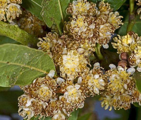 Laurus Nobilis Flower seeds for Planting - Sun Loving, Heirloom & GMO Free Seeds for Home Garden
 
 Sale seeds for home garden