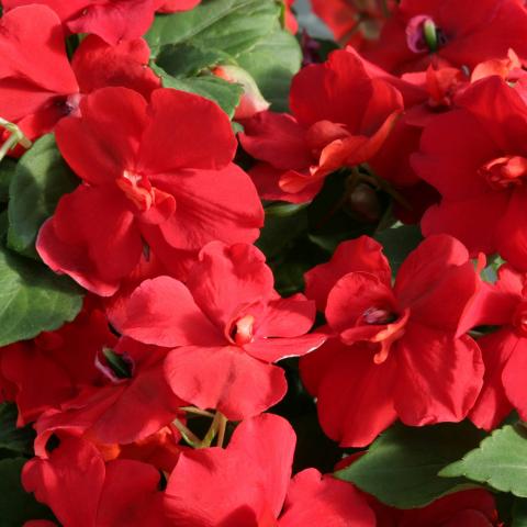 Walleriana Flower Seeds - Premium Hardy Blooms For Vibrant Gardens