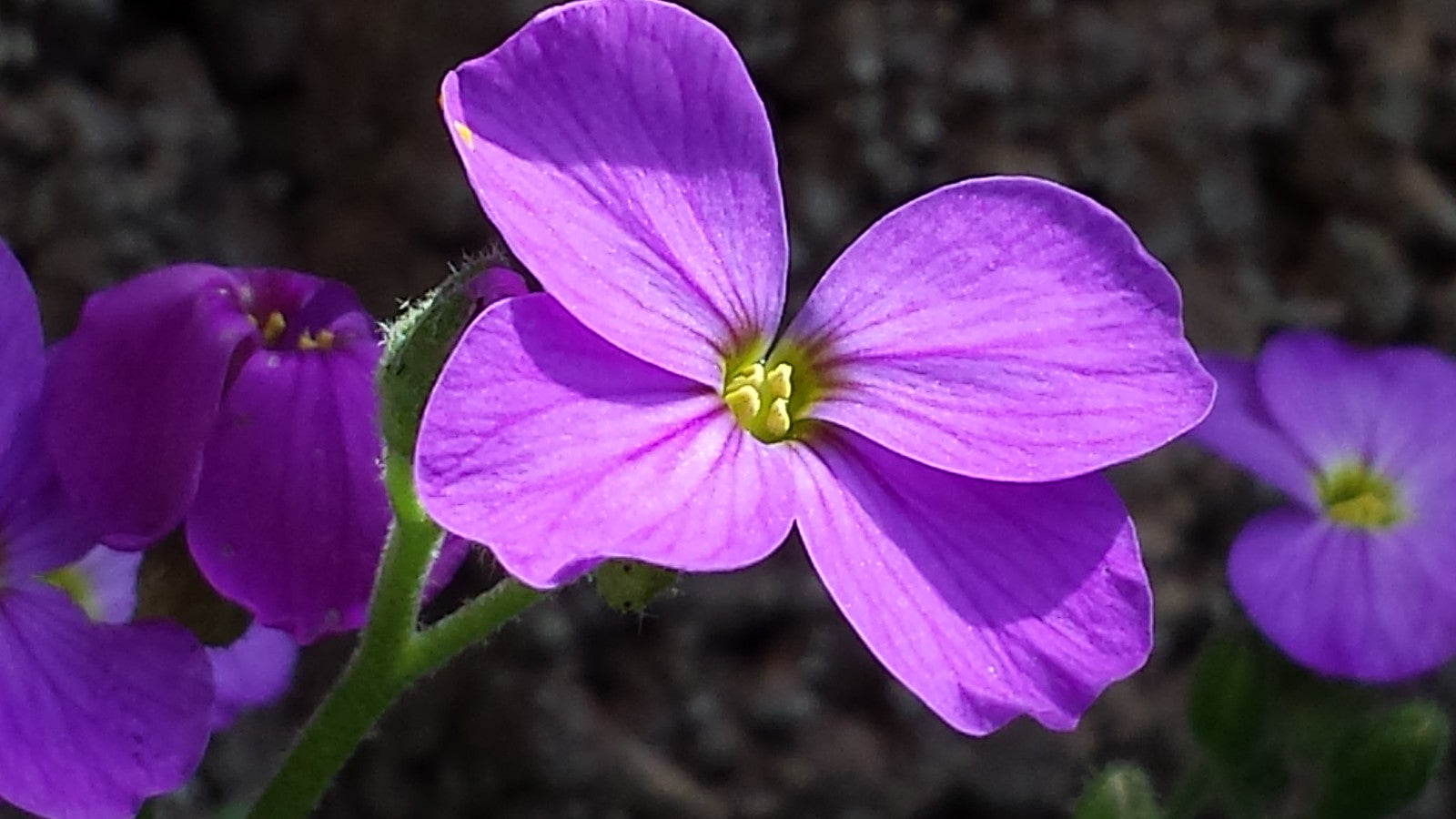 Blaukissen Flower Seeds For Planting Groundcover