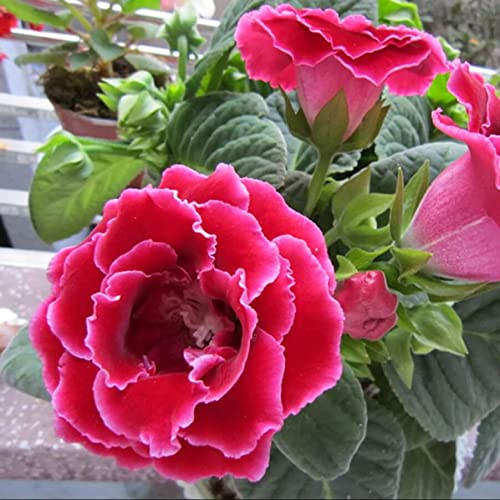 Pink Gloxinia Seeds For Planting - Perfect Bonsai And Balcony Gardens Flower