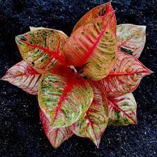 Planting Pack: Aglaonema Mosaic Seeds For Your Garden